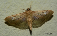 Microthyris anormalis