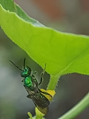 Augochlorini