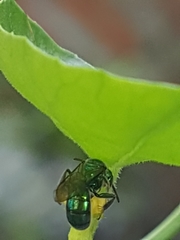 Augochlorini
