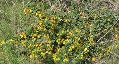 Ribes aureum gracillimum