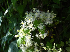 Clematis catesbyana