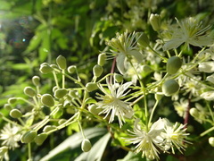 Clematis catesbyana