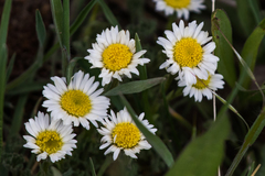 Erigeron eatonii