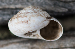 Oreohelix