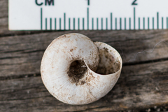 Oreohelix