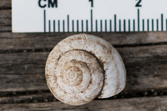 Oreohelix