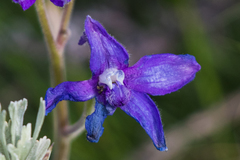 Delphinium bicolor