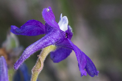 Delphinium bicolor