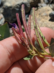 Epilobium siskiyouense