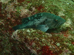 Sebastes melanops