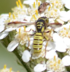 Eucerceris provancheri