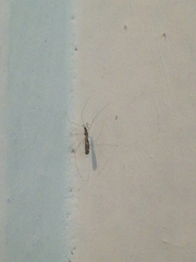 Empicoris vagabundus