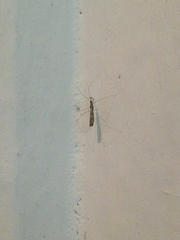 Empicoris vagabundus