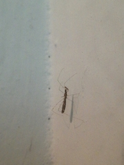 Empicoris vagabundus