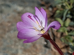 Epilobium siskiyouense