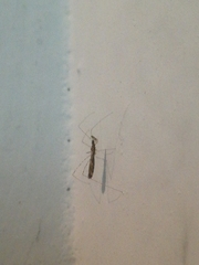 Empicoris vagabundus