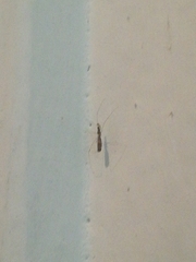 Empicoris vagabundus