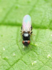 Oscinella nitidissima