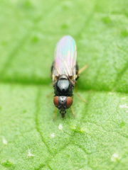 Oscinella nitidissima
