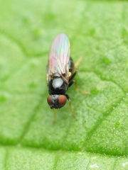 Oscinella nitidissima