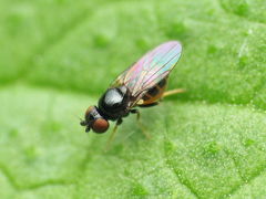 Oscinella nitidissima