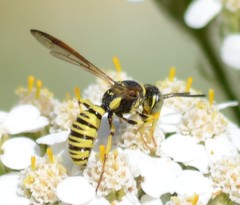 Eucerceris provancheri