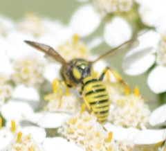 Eucerceris provancheri