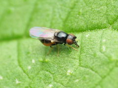 Oscinella nitidissima