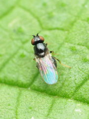 Oscinella nitidissima