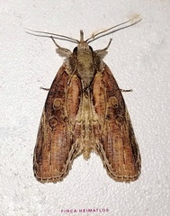 Iscadia purpurascens