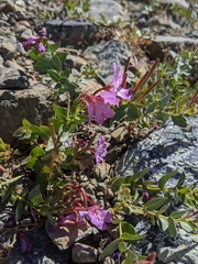 Epilobium siskiyouense
