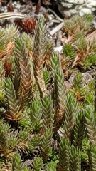 Selaginella densa scopulorum
