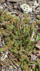 Selaginella densa scopulorum