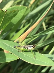 Melanoplus gracilis