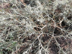 Ceratocarpus arenarius