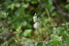 Sanguisorba stipulata