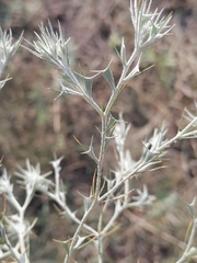 Ceratocarpus arenarius