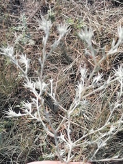 Ceratocarpus arenarius