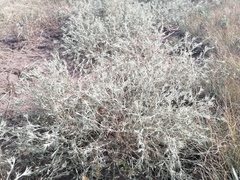 Ceratocarpus arenarius