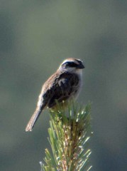 Oriturus superciliosus palliatus