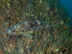 Sebastes rastrelliger