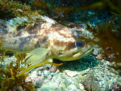 Sebastes rastrelliger