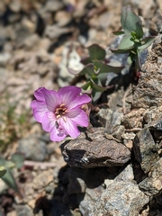 Epilobium siskiyouense