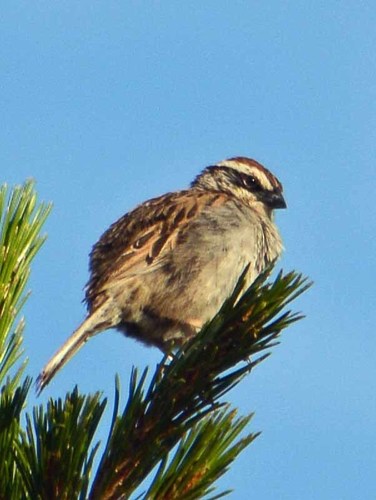 Oriturus superciliosus palliatus