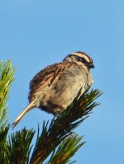 Oriturus superciliosus palliatus