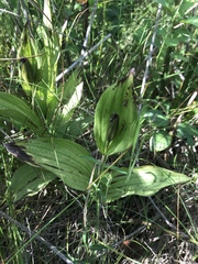 Cypripedium candidum