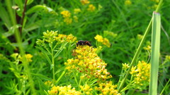 Cryptocheilus versicolor