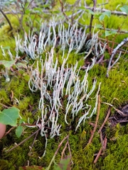 Cladonia maxima
