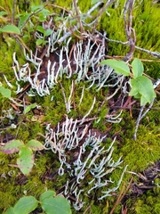 Cladonia maxima