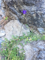 Brodiaea elegans elegans